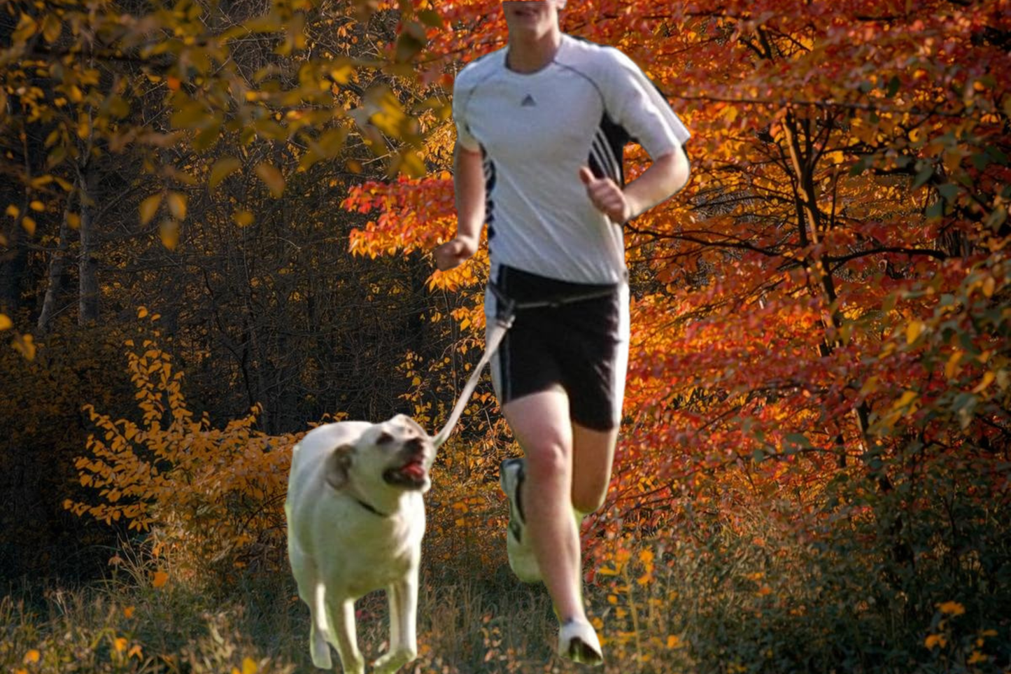 Delta Dog Leash Jogging Hands Free Reflective Lead Running Hiking Training Walk